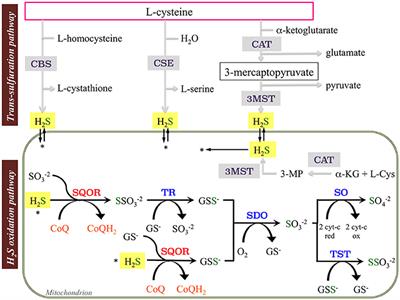 The Role of Sulfide Oxidation Impairment in the Pathogenesis of Primary CoQ Deficiency